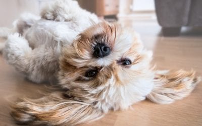 10 Warning Signs of Cancer in Pets