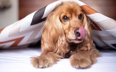 3 Reasons Why Your Dog Licks Their Paws