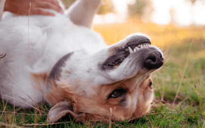 Why Does My Dog Eat Grass? 5 Crazy Canine Behaviors and Their Reasons