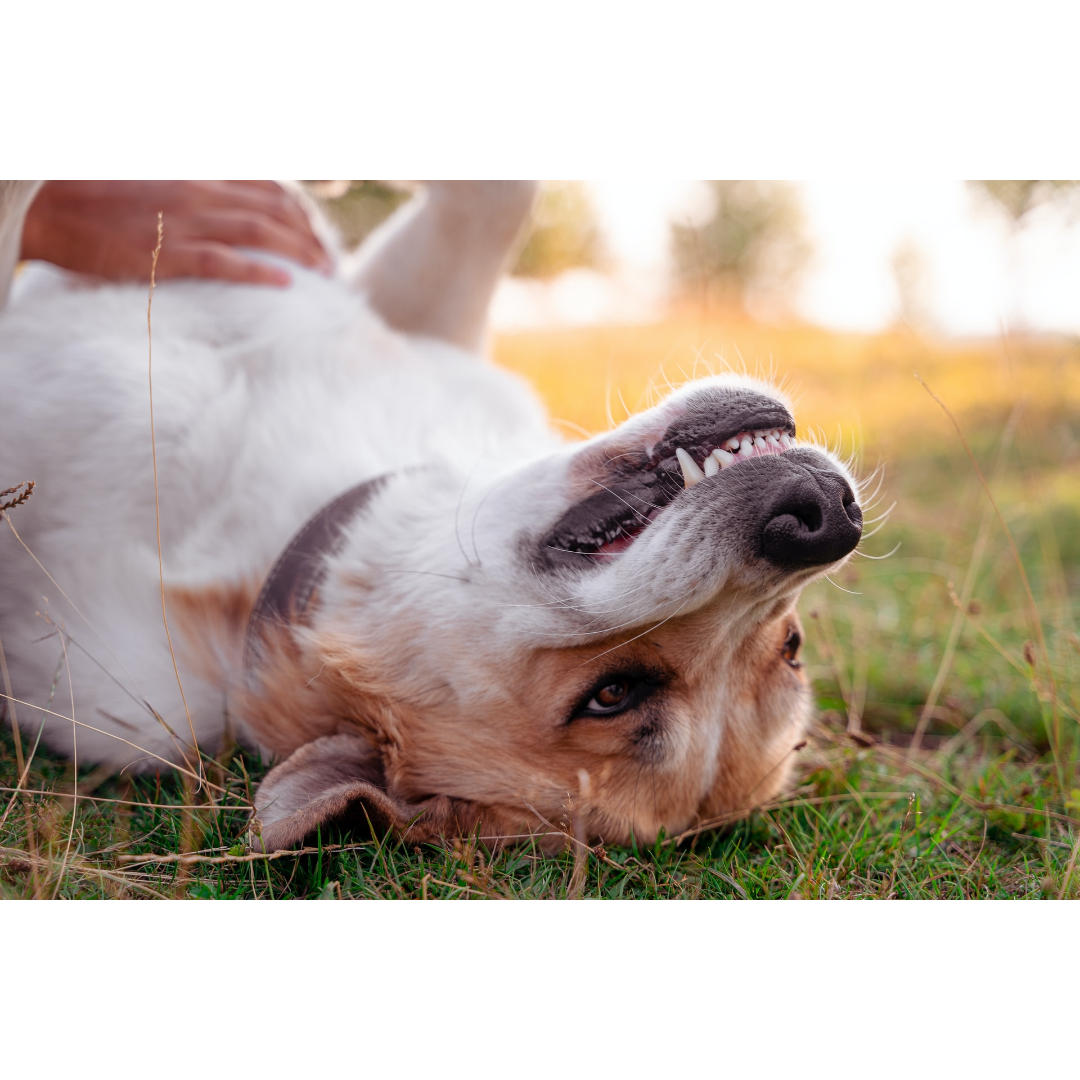 why-does-my-dog-eat-grass-5-crazy-canine-behaviors-and-their-reasons