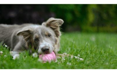 Which Chew Toys Are Safe for My Pet?