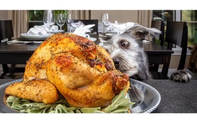 How to Make a Safe Thanksgiving Feast for Your Pet