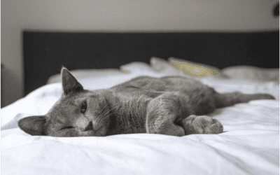 Is Your Cat Stressed? Here Are 3 Signs of an Anxious Cat