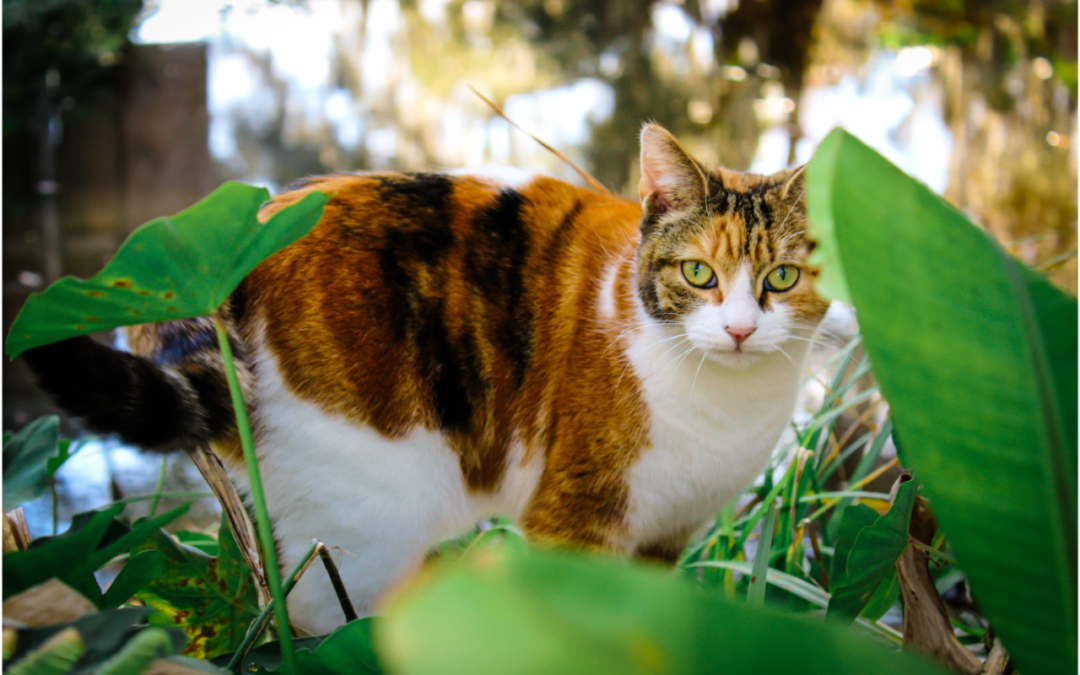 Enjoy the Warm Weather with Your Cat This Spring and Summer