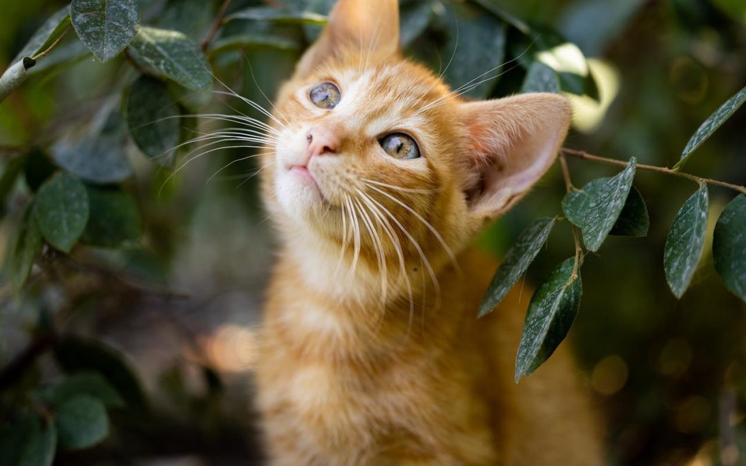 Ginger cat sitting outside in a bush looking happy