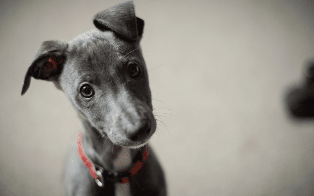 Italian Greyhound puppy with blue eyes wearing a red collar