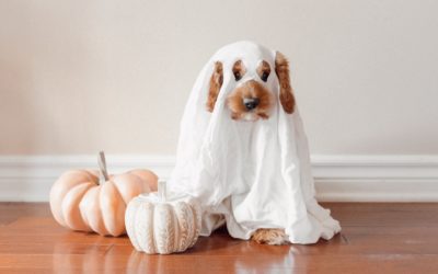 5 Important Halloween Pet Safety Tips For a Safe Holiday