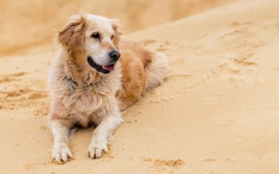 Safety Tips for Owners of Deaf Dogs