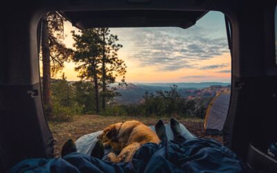 Safety Measures to Take With Your Puppy When Camping